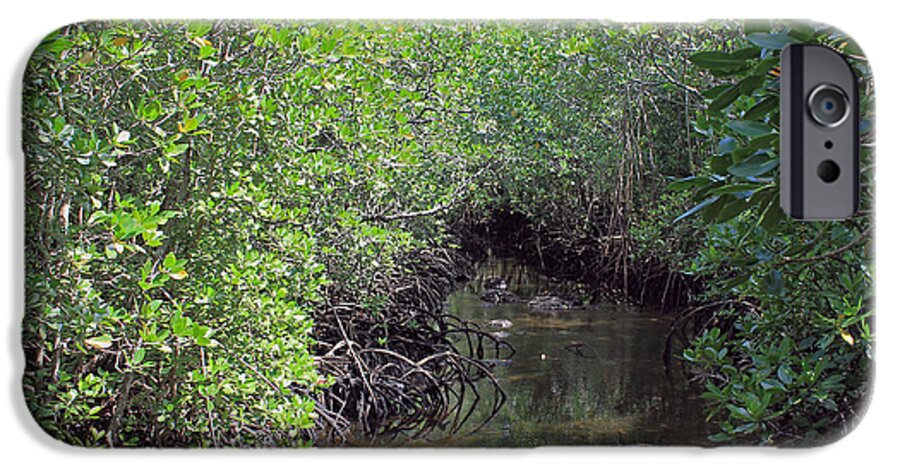 Mangroves iPhone 6 Case featuring the photograph Mangrove Forest by Tony Murtagh