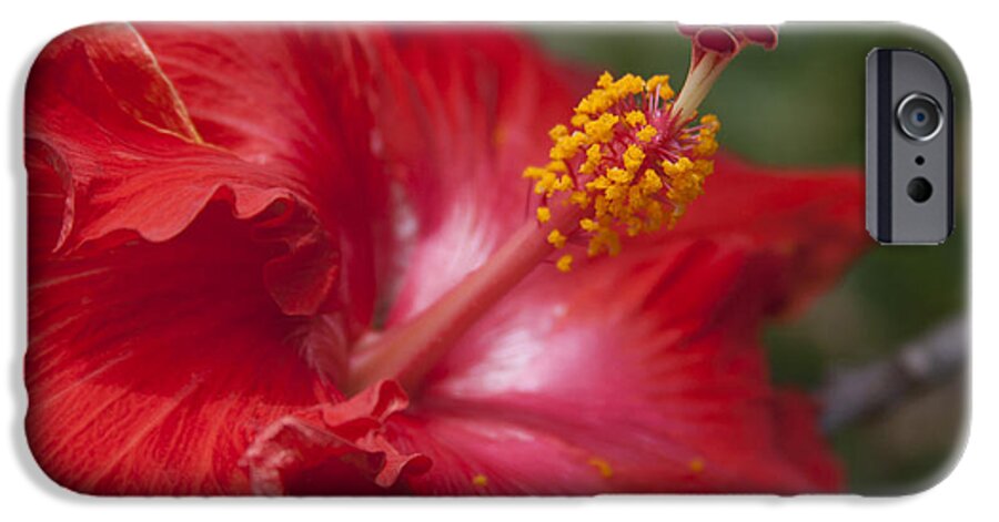 Aloha iPhone 6 Case featuring the photograph Morning Whispers by Sharon Mau