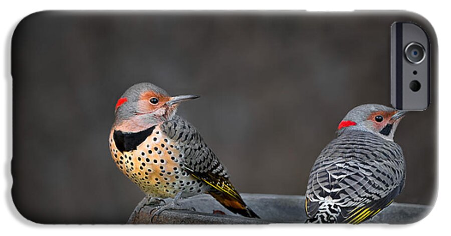  iPhone 6 Case featuring the photograph Northern Flickers by Bill Wakeley