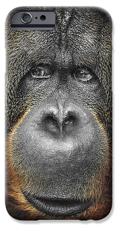 Nature iPhone 6 Case featuring the photograph Orangutan by Svetlana Sewell