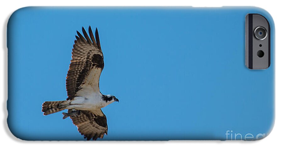 Osprey iPhone 6 Case featuring the photograph Osprey flying Home With Dinner by Robert Bales