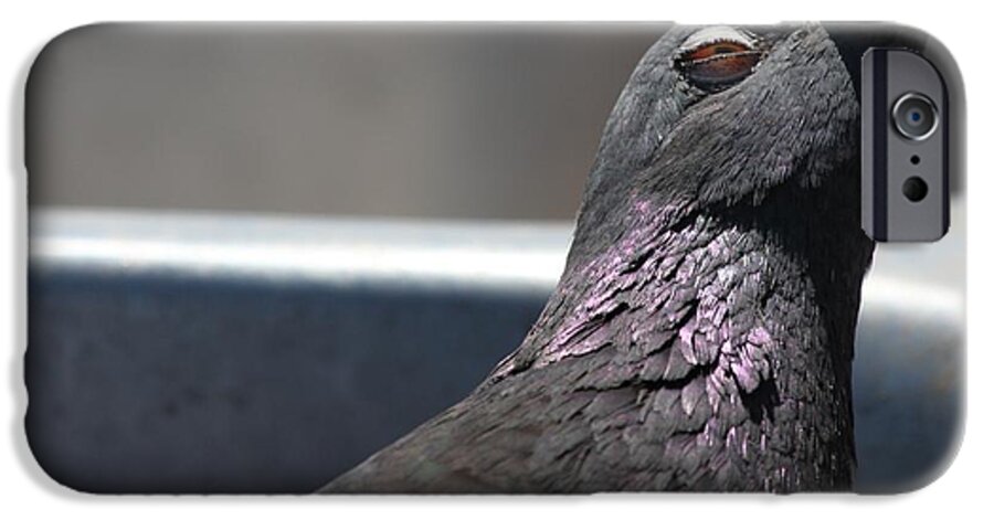 Pigeon iPhone 6 Case featuring the photograph Pigeon in ecstasy by Nathan Rupert