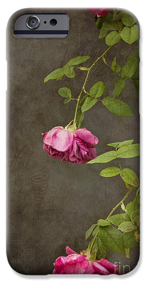Rose iPhone 6 Case featuring the photograph Pink On Gray by K Hines