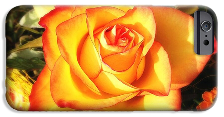 Rose iPhone 6 Case featuring the photograph Pretty orange rose by Matthias Hauser