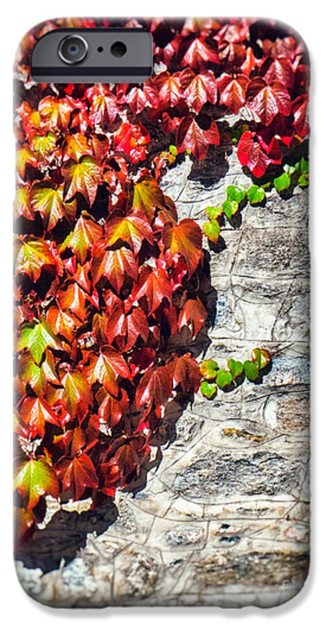 Atumn iPhone 6 Case featuring the photograph Red ivy on wall by Silvia Ganora