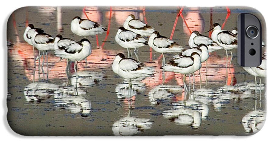 Photography iPhone 6 Case featuring the photograph Reflection Of Avocets And Flamingos by Panoramic Images