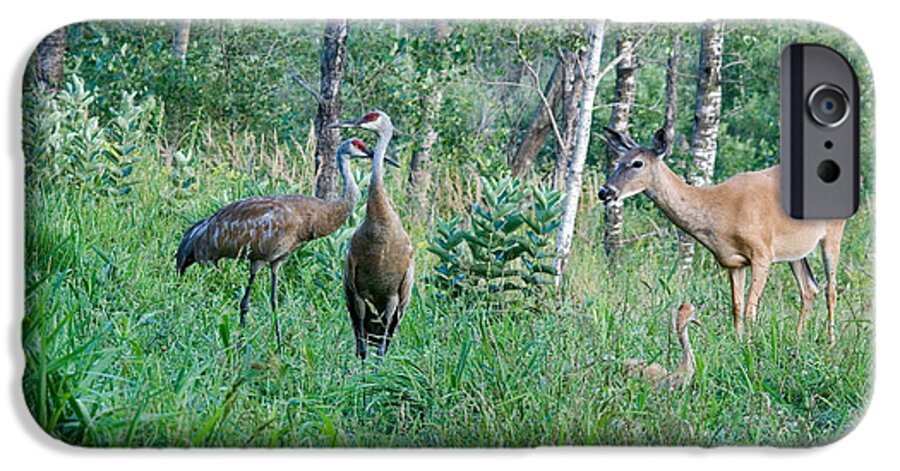 Grus Canadensis iPhone 6 Case featuring the photograph Sandhill Cranes And A White-tailed Doe by Linda Freshwaters Arndt
