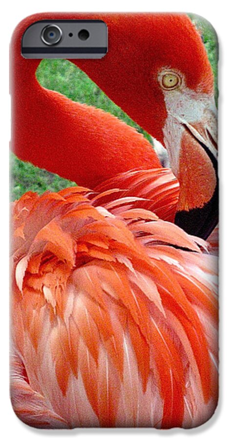 Scarlet Flamingo iPhone 6 Case featuring the photograph Portrait of a Scarlet Flamingo by Venetia Featherstone-Witty