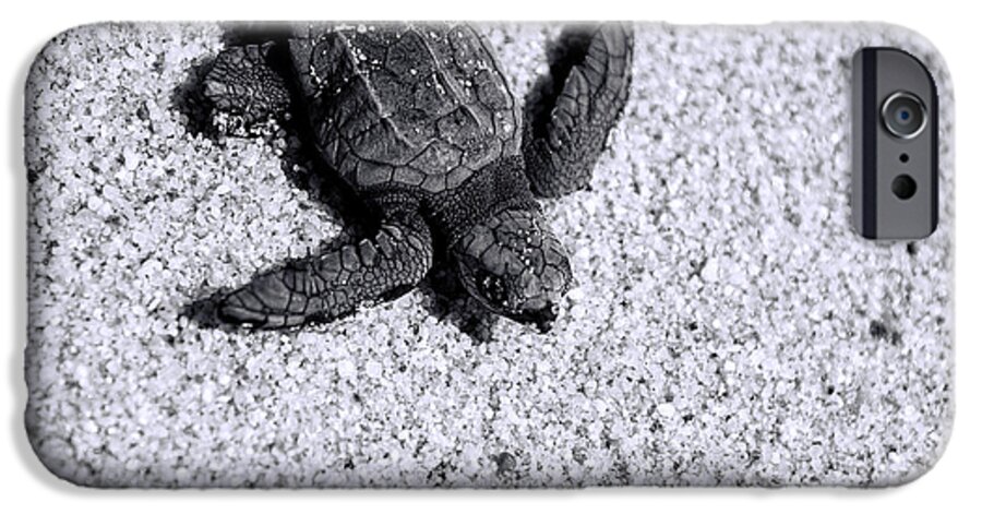 Los Cabos iPhone 6 Case featuring the photograph Sea Turtle in Black and White by Sebastian Musial