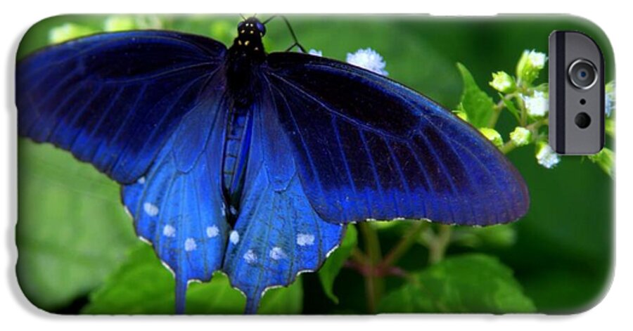 Pipevine Swallowtail iPhone 6 Case featuring the photograph SINGING the BLUES by Karen Wiles