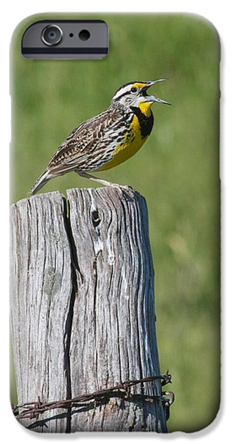 Eastern Meadowlark iPhone 6 Case featuring the photograph Song of Iowa by Diane Porter