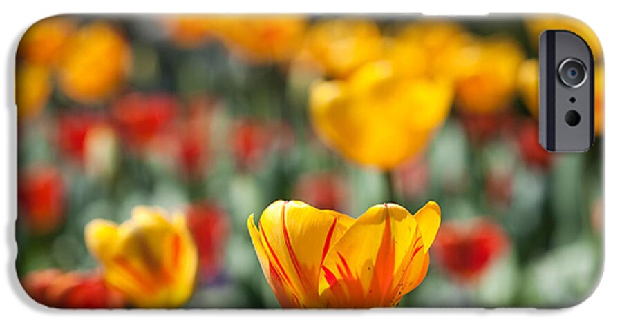 Flower iPhone 6 Case featuring the photograph Spring is upon us by Nathan Rupert