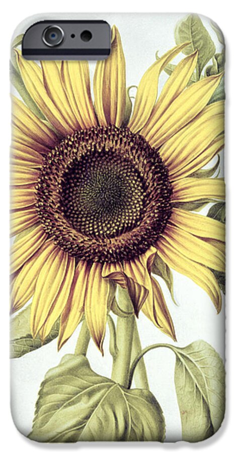 Sunflower iPhone 6 Case featuring the painting Sunflower by Nicolas Robert