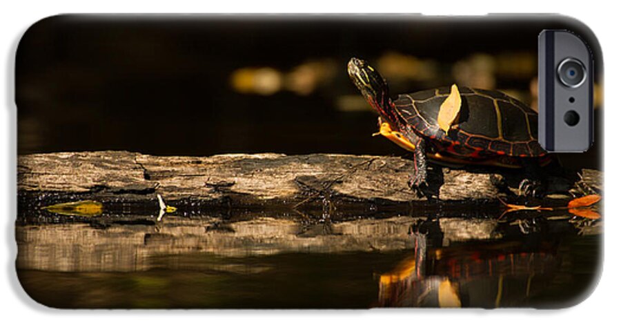 Turtle iPhone 6 Case featuring the photograph Sunning Turtle II by Heidi Farmer