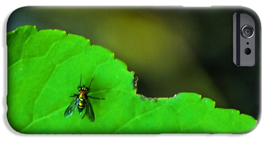 Bug iPhone 6 Case featuring the photograph The Fly by Marvin Spates