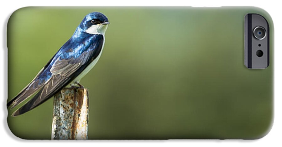 Tree Swallow iPhone 6 Case featuring the photograph Tree Swallow Sitting on a Post by Belinda Greb