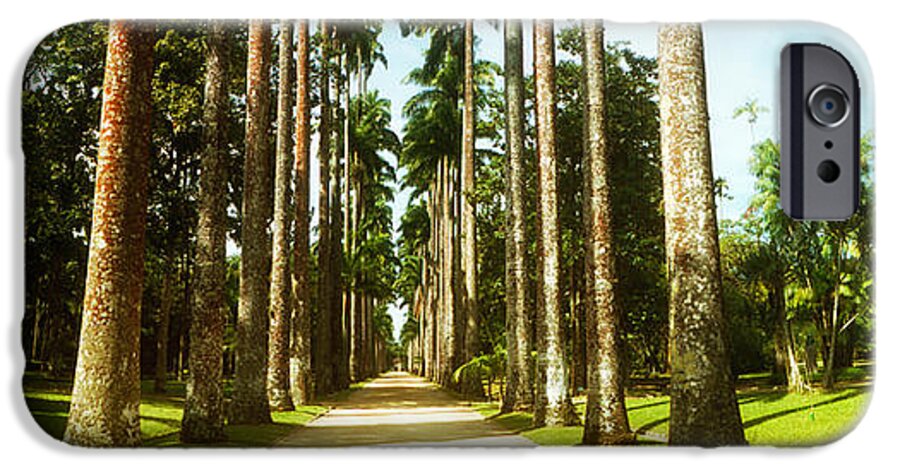 Photography iPhone 6 Case featuring the photograph Trees Both Sides Of A Garden Path by Panoramic Images