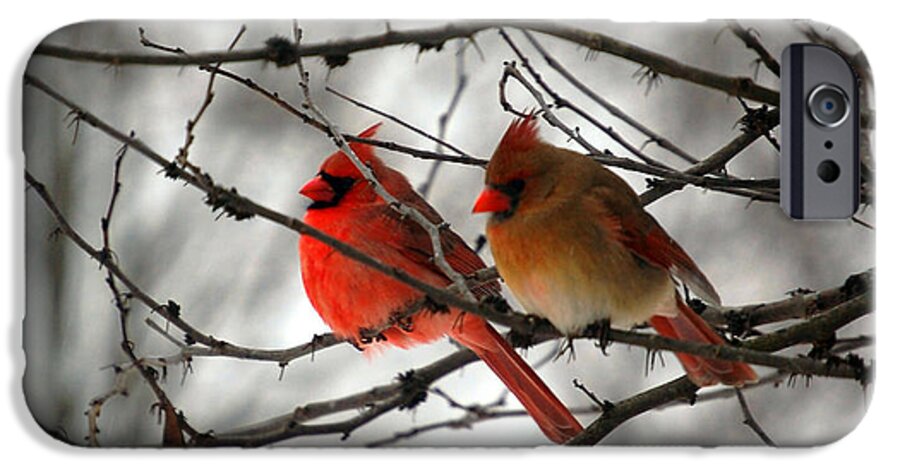 Cardinals iPhone 6 Case featuring the photograph True Love Cardinal by Peggy Franz