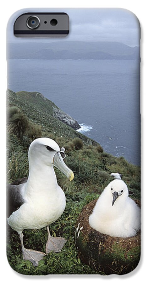 Feb0514 iPhone 6 Case featuring the photograph White-capped Albatross With Chick by Tui De Roy