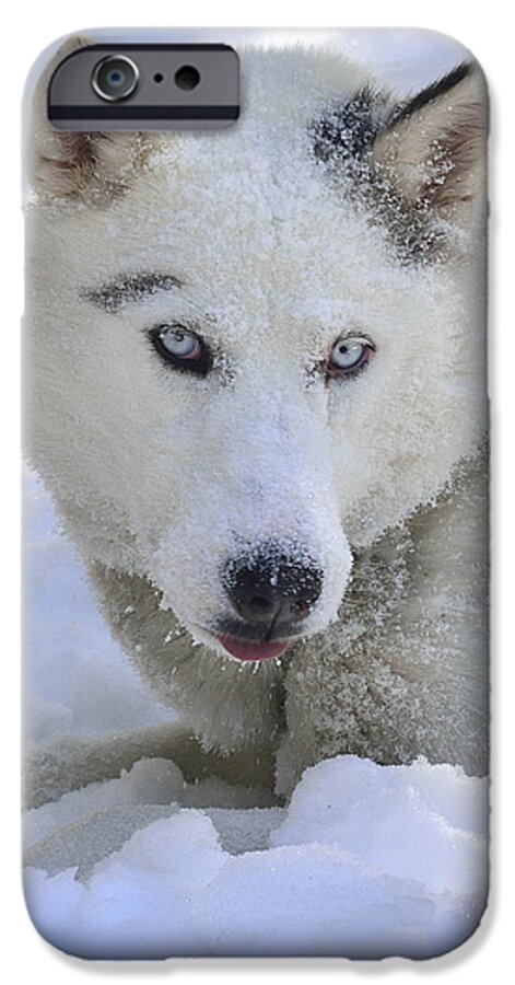 Husky iPhone 6 Case featuring the photograph White Husky by Ovidiu Moise