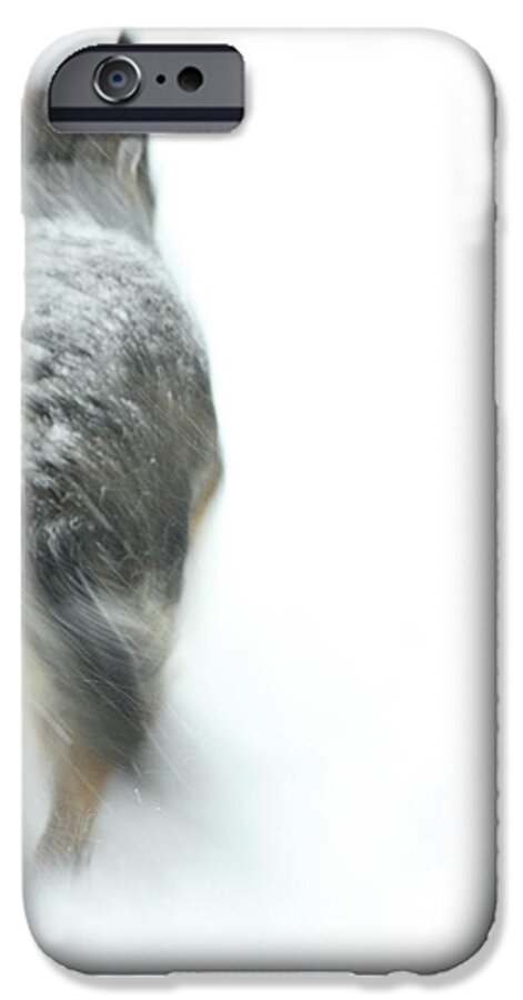 Dog iPhone 6 Case featuring the photograph Winter Traveler by Karol Livote