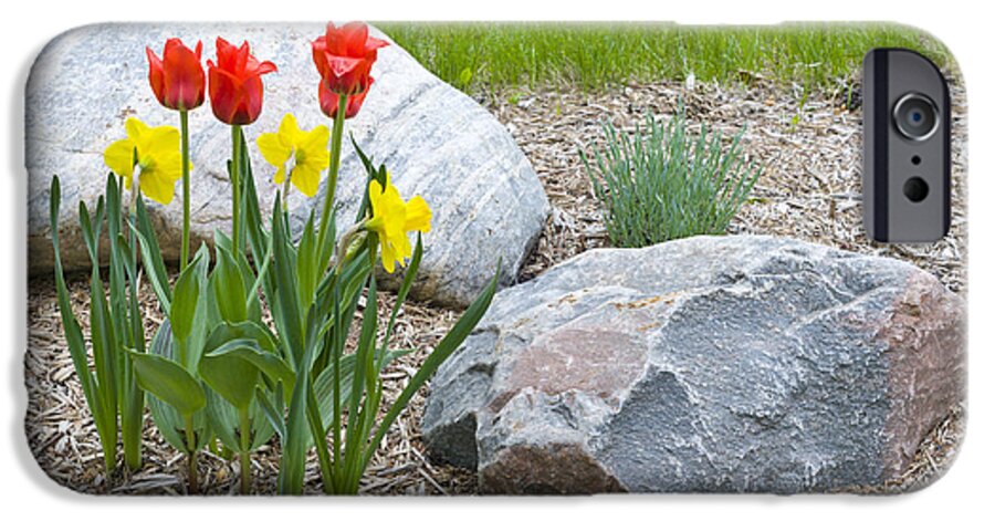 Nature iPhone 6 Case featuring the photograph Yellow and Red Tulips with Two Rocks by Lynn Hansen