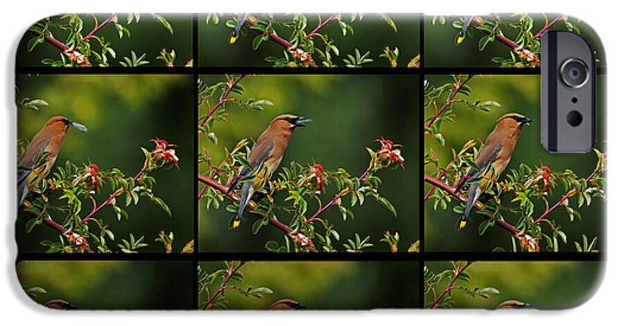Bird iPhone 6 Case featuring the photograph Cedar Wax Wing Having Lunch #1 by Jim Boardman