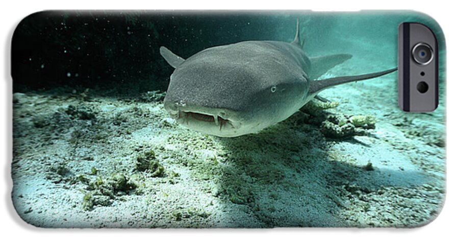 Mp iPhone 6 Case featuring the photograph Tawny Nurse Shark Nebrius Ferrugineus #1 by Mike Parry
