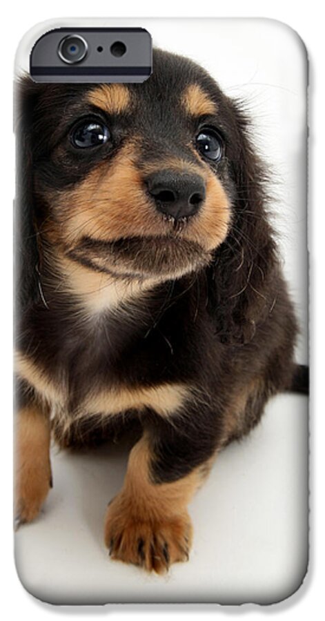 Dachshund iPhone 6 Case featuring the photograph Dachshund Pup #1 by Jane Burton