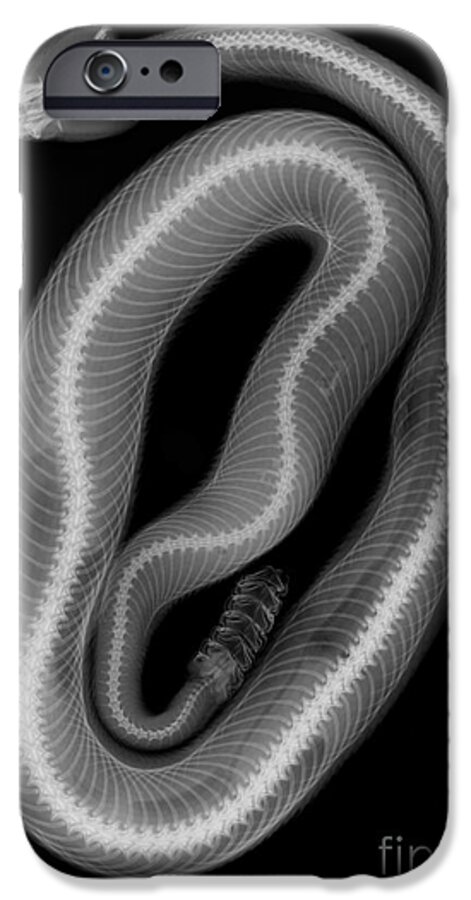 Crotalus Oreganus Helleri iPhone 6 Case featuring the photograph Southern Pacific Rattlesnake, X-ray #5 by Ted Kinsman