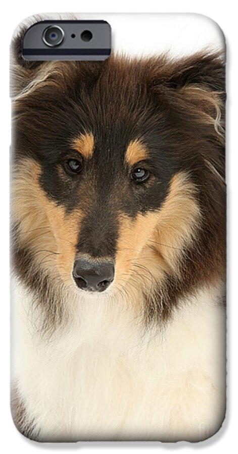 Dog iPhone 6 Case featuring the photograph Collie Portrait by Mark Taylor