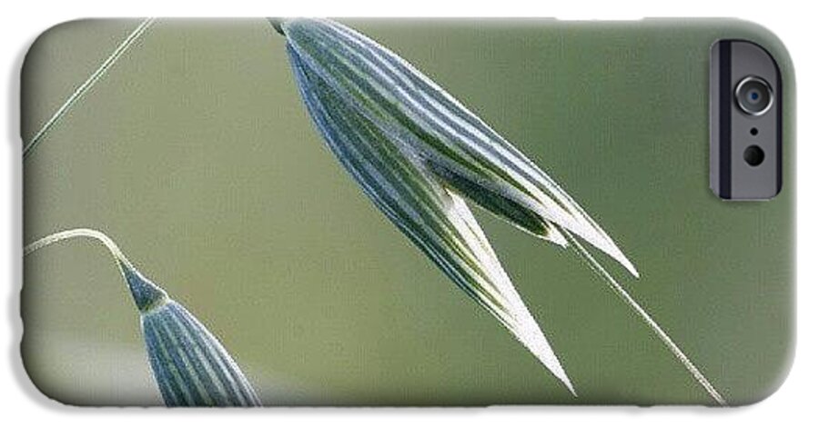Decorative iPhone 6 Case featuring the photograph #oat #spica #decorative #cereal #plant by Andrei Vukolov