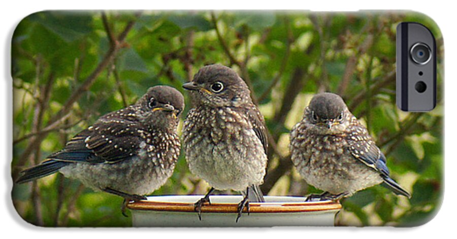 Eastern Bluebirds iPhone 6 Case featuring the photograph Trouble Times Three by Bill Pevlor