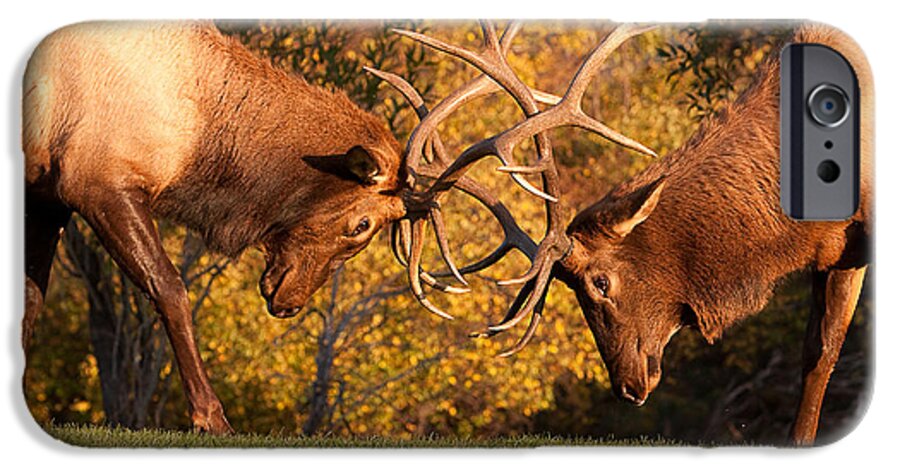 'estes Park' iPhone 6 Case featuring the photograph Two Bull Elk Sparring 89 by James BO Insogna
