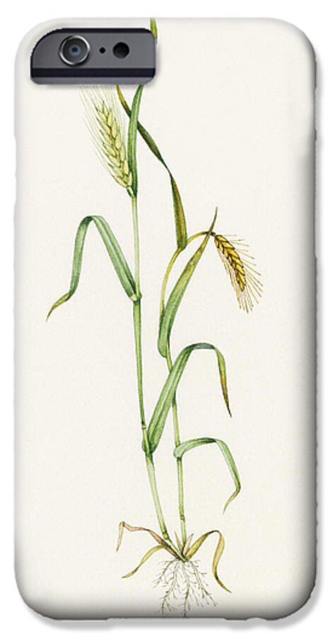 Two-row Barley iPhone 6 Case featuring the photograph Two-row Barley (hordeum Distichum) by Lizzie Harper
