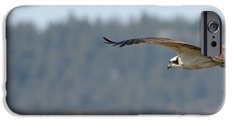 Osprey iPhone 6 Case featuring the photograph In Flight #1 by Omer Vautour