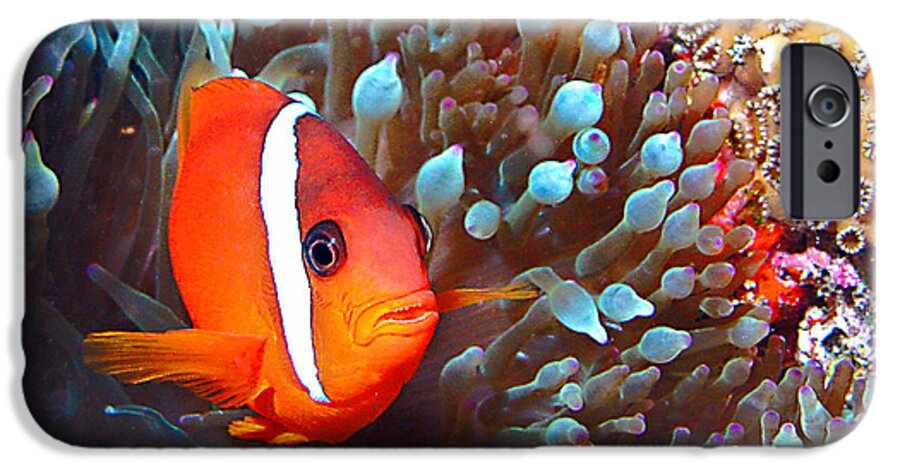 Underwater iPhone 6 Case featuring the photograph Nemo #3 by Jean Noren