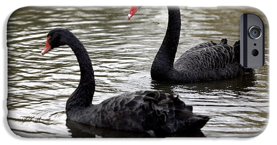 Cygnus Atratus iPhone 6 Case featuring the photograph Black Swans by Denise Swanson