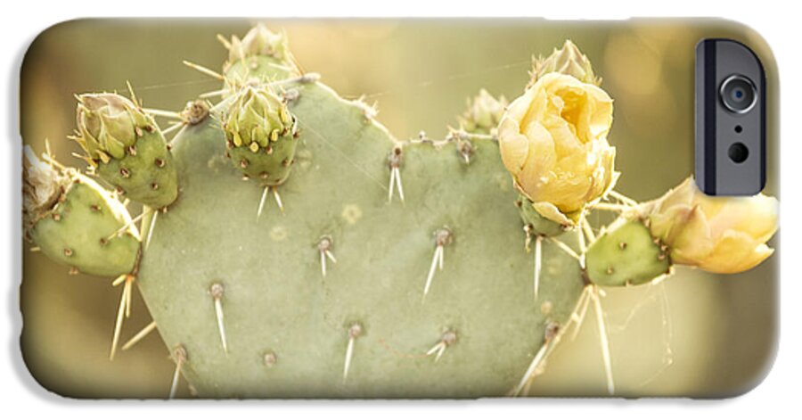 America iPhone 6 Case featuring the photograph Blooming Prickly Pear Cactus by Juli Scalzi