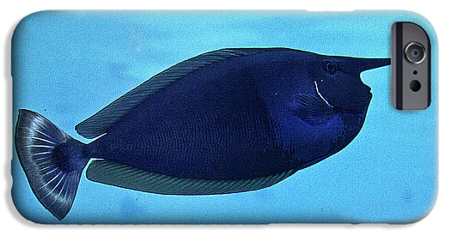 Fish iPhone 6 Case featuring the photograph Bluespine Unicorn Fish by Miroslava Jurcik