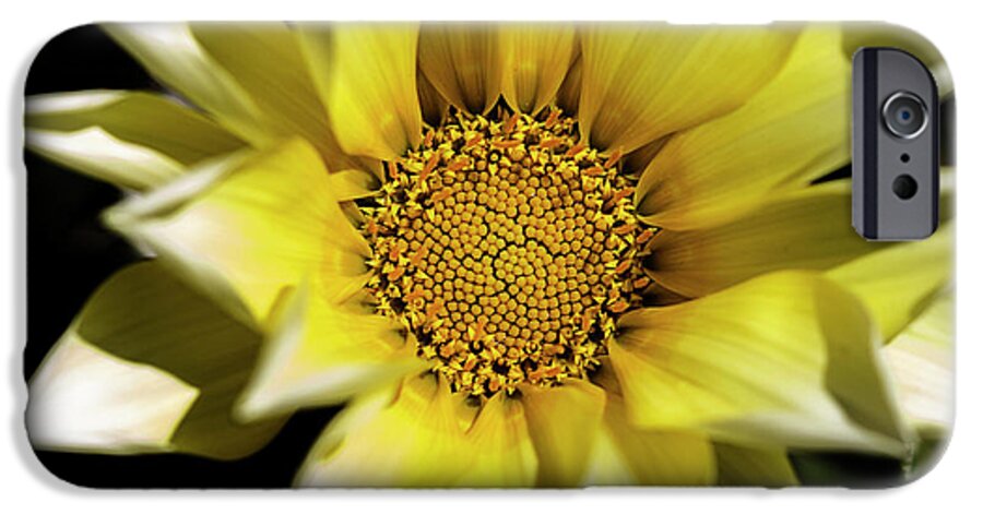Flower iPhone 6 Case featuring the photograph Chrysanthos by Linda Lees