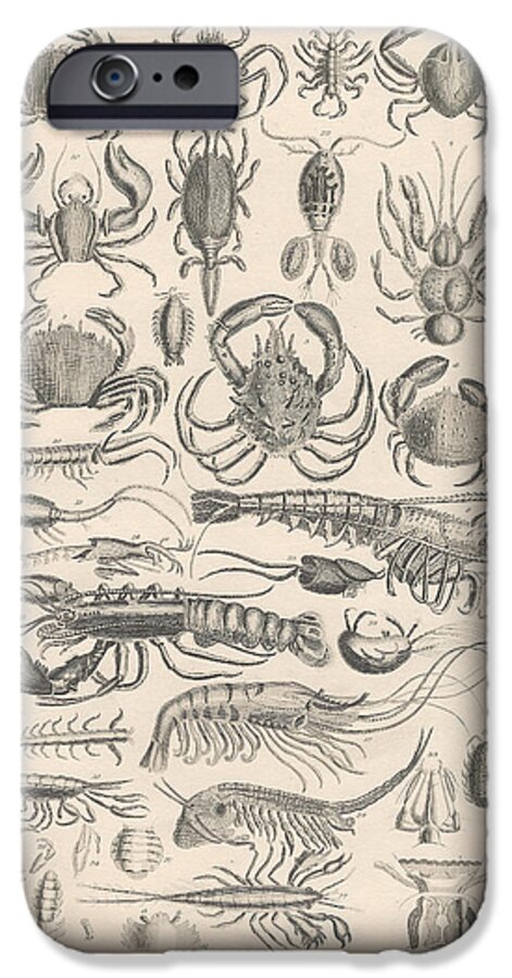 Antique Prints iPhone 6 Case featuring the drawing Crustacea by Dreyer Wildlife Print Collections 