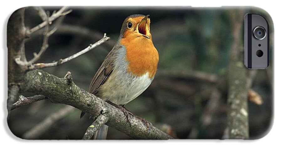 European Robin iPhone 6 Case featuring the photograph European Robin Singing by Photostock-israel