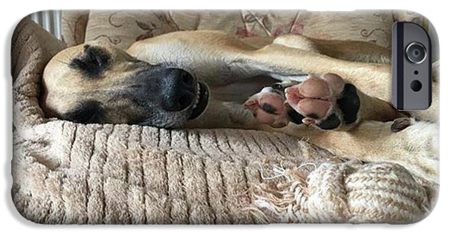 Lurcher iPhone 6 Case featuring the photograph Finly Found The Journey Back From by John Edwards