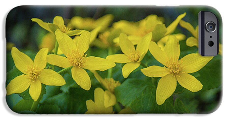 Wildflower iPhone 6 Case featuring the photograph Gold In the Marsh by Bill Pevlor