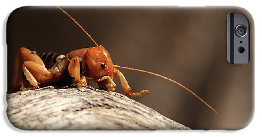 California iPhone 6 Case featuring the photograph Jerusalem Cricket On Textured Log by Max Allen