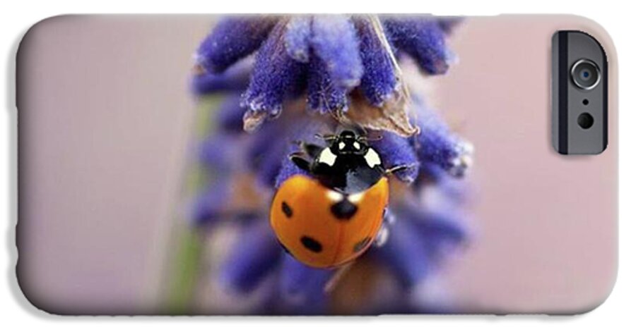 Ladybug iPhone 6 Case featuring the photograph Ladybird On Norfolk Lavender 
#norfolk by John Edwards