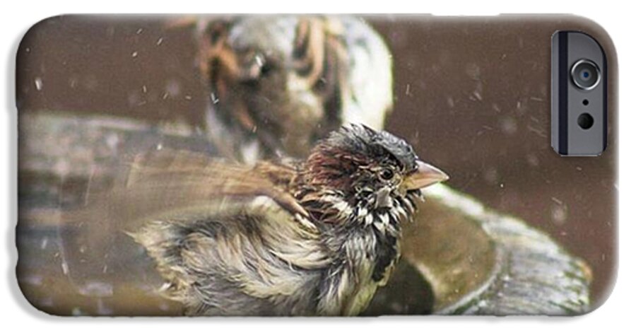 Nature iPhone 6 Case featuring the photograph Pass The Towel Please: A House Sparrow by John Edwards