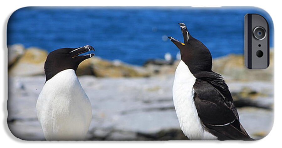 Wildlife iPhone 6 Case featuring the photograph Razorbills Calling on Island by John Burk