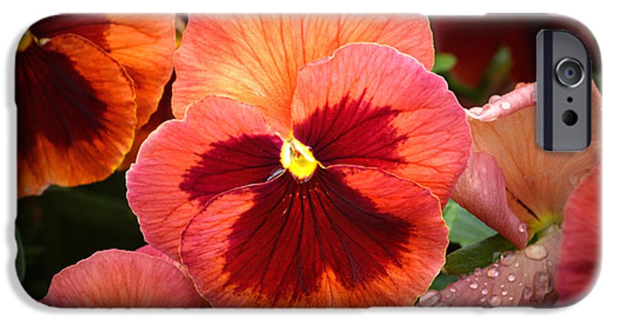 Pansy iPhone 6 Case featuring the photograph Red Pansy. by Terence Davis
